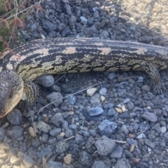 Tiliqua nigrolutea (Blotched Blue-tongue) at Wamboin, NSW - 31 Oct 2023 by Komidar