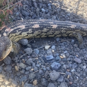 Tiliqua nigrolutea at Wamboin, NSW - 31 Oct 2023