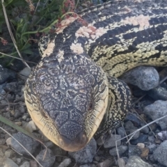 Tiliqua nigrolutea at Wamboin, NSW - 31 Oct 2023