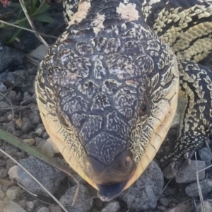 Tiliqua nigrolutea at Wamboin, NSW - 31 Oct 2023