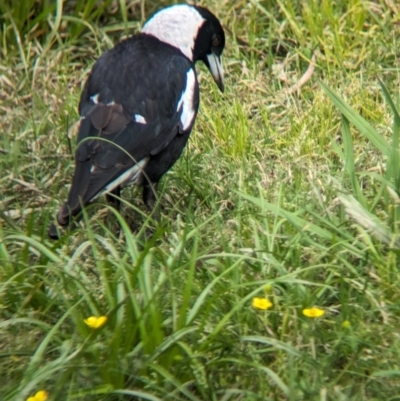 Gymnorhina tibicen (Australian Magpie) at Yea, VIC - 31 Oct 2023 by Darcy