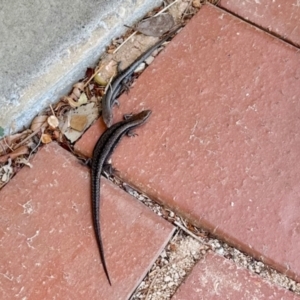 Lampropholis guichenoti at Aranda, ACT - 2 Nov 2023