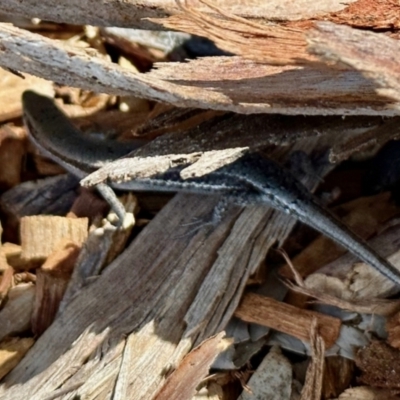 Lampropholis guichenoti (Common Garden Skink) at Aranda, ACT - 2 Nov 2023 by KMcCue