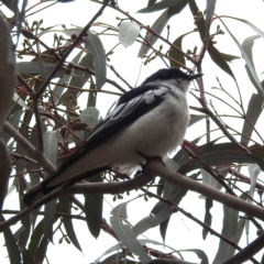 Lalage tricolor (White-winged Triller) at Tuggeranong, ACT - 2 Nov 2023 by HelenCross