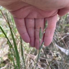 Thelymitra sp. (A Sun Orchid) at Bruce Ridge to Gossan Hill - 3 Nov 2023 by JVR