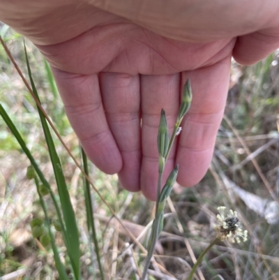 Thelymitra sp. (A Sun Orchid) at Flea Bog Flat, Bruce - 3 Nov 2023 by JVR