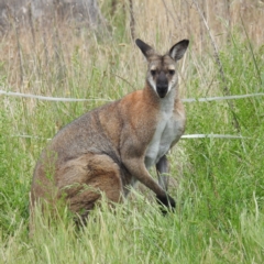 Notamacropus rufogriseus (Red-necked Wallaby) at Lions Youth Haven - Westwood Farm A.C.T. - 2 Nov 2023 by HelenCross