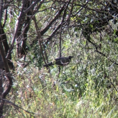 Philemon corniculatus (Noisy Friarbird) at Gooram, VIC - 31 Oct 2023 by Darcy