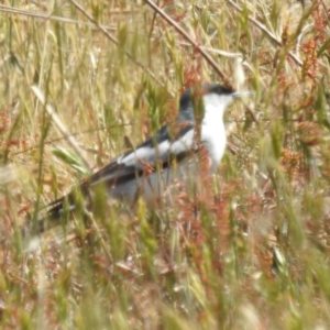 Lalage tricolor at Tuggeranong, ACT - 3 Nov 2023