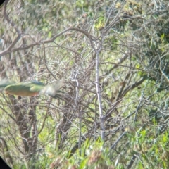 Alisterus scapularis (Australian King-Parrot) at Gooram, VIC - 31 Oct 2023 by Darcy