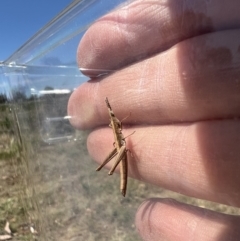 Keyacris scurra (Key's Matchstick Grasshopper) at Quialigo, NSW - 24 Oct 2023 by LodgeEnviro