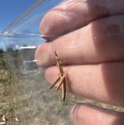 Keyacris scurra (Key's Matchstick Grasshopper) at Goulburn Mulwaree Council - 24 Oct 2023 by LodgeEnviro