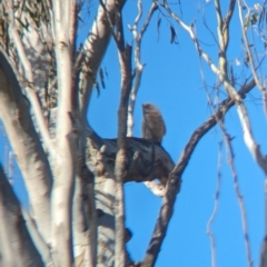 Cacatua tenuirostris (Long-billed Corella) at Gooram, VIC - 31 Oct 2023 by Darcy