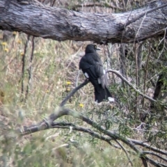 Strepera graculina (Pied Currawong) at Gooram, VIC - 31 Oct 2023 by Darcy