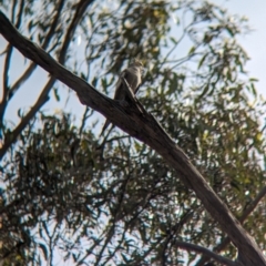 Nymphicus hollandicus (Cockatiel) at Walla Walla, NSW - 3 Nov 2023 by Darcy