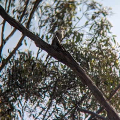 Nymphicus hollandicus (Cockatiel) at Walla Walla, NSW - 3 Nov 2023 by Darcy