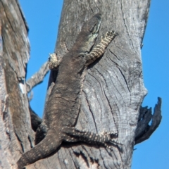 Varanus varius (Lace Monitor) at Walla Walla, NSW - 3 Nov 2023 by Darcy