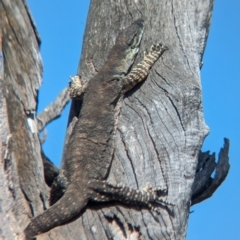 Varanus varius (Lace Monitor) at Walla Walla, NSW - 2 Nov 2023 by Darcy