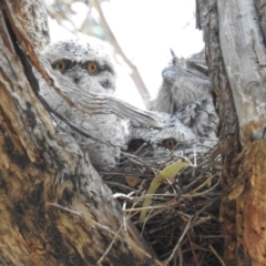 Podargus strigoides (Tawny Frogmouth) at Tuggeranong, ACT - 3 Nov 2023 by HelenCross