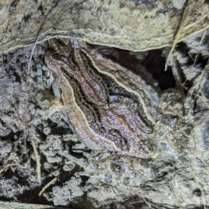 Crinia signifera at Stromlo, ACT - 2 Nov 2023