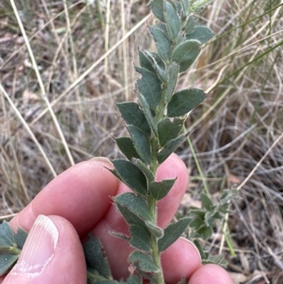 Acacia vestita (Hairy Wattle) at Belconnen, ACT - 3 Nov 2023 by lbradley