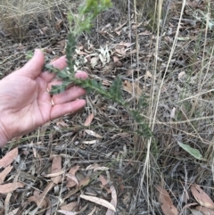 Acacia vestita at Aranda, ACT - 3 Nov 2023 04:13 PM