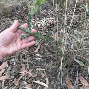 Acacia vestita at Aranda, ACT - 3 Nov 2023 04:13 PM