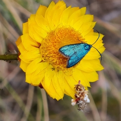 Pollanisus (genus) (A Forester Moth) at Wanniassa Hill - 3 Nov 2023 by Mike