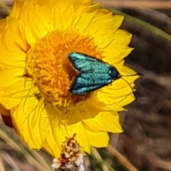 Pollanisus (genus) at Tuggeranong, ACT - 3 Nov 2023