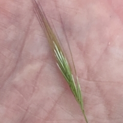 Dichelachne crinita (Long-hair Plume Grass) at Aranda Bushland - 3 Nov 2023 by lbradley
