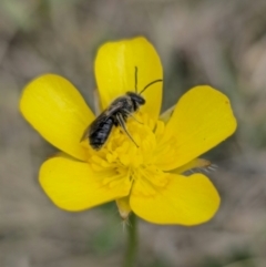 Lasioglossum (Chilalictus) lanarium (Halictid bee) at Captains Flat, NSW - 3 Nov 2023 by Csteele4