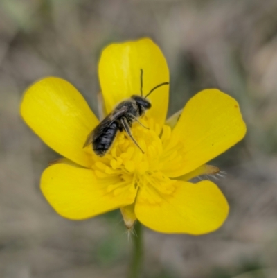 Lasioglossum (Chilalictus) lanarium (Halictid bee) at Captains Flat, NSW - 3 Nov 2023 by Csteele4