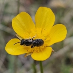 Lasioglossum (Chilalictus) lanarium at Captains Flat, NSW - 3 Nov 2023