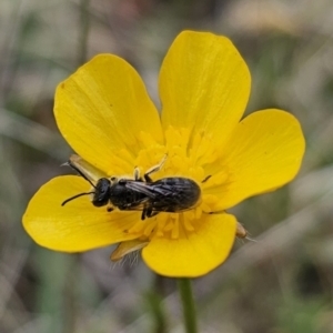 Lasioglossum (Chilalictus) lanarium at Captains Flat, NSW - 3 Nov 2023