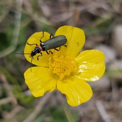 Chauliognathus lugubris (Plague Soldier Beetle) at Captains Flat, NSW - 3 Nov 2023 by Csteele4
