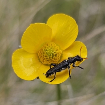 Eleale simplex (Clerid beetle) at Captains Flat, NSW - 3 Nov 2023 by Csteele4