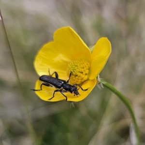 Eleale simplex at Captains Flat, NSW - 3 Nov 2023 02:28 PM