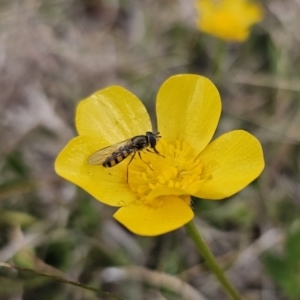 Melangyna sp. (genus) at Captains Flat, NSW - 3 Nov 2023