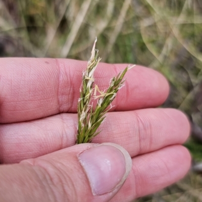 Anthoxanthum odoratum (Sweet Vernal Grass) at Captains Flat, NSW - 3 Nov 2023 by Csteele4