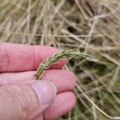 Anthoxanthum odoratum at Captains Flat, NSW - 3 Nov 2023