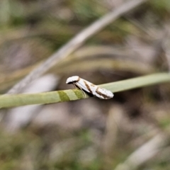 Oxythecta acceptella (Scat Moth) at Captains Flat, NSW - 3 Nov 2023 by Csteele4