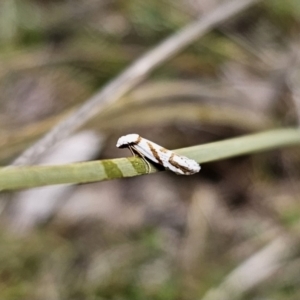 Oxythecta acceptella at Captains Flat, NSW - 3 Nov 2023 03:47 PM