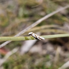 Oxythecta acceptella at Captains Flat, NSW - 3 Nov 2023