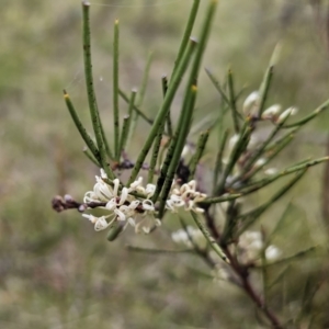 Hakea microcarpa at Captains Flat, NSW - 3 Nov 2023 02:29 PM