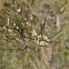 Hakea microcarpa at Captains Flat, NSW - 3 Nov 2023