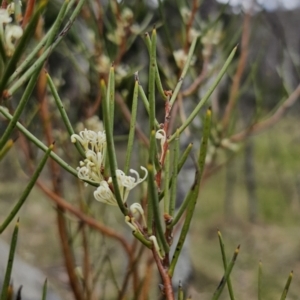 Hakea microcarpa at Captains Flat, NSW - 3 Nov 2023 02:29 PM