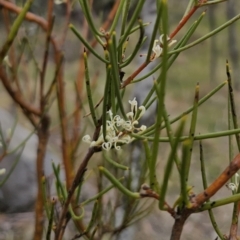 Hakea microcarpa at Captains Flat, NSW - 3 Nov 2023 02:29 PM