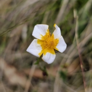 Ranunculus lappaceus at Captains Flat, NSW - 3 Nov 2023