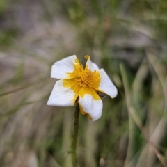 Ranunculus lappaceus at Captains Flat, NSW - 3 Nov 2023