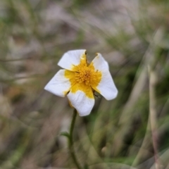 Ranunculus lappaceus at Captains Flat, NSW - 3 Nov 2023